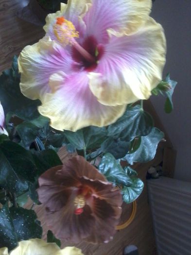 20141114_112450 - hibiscusi 2014-5