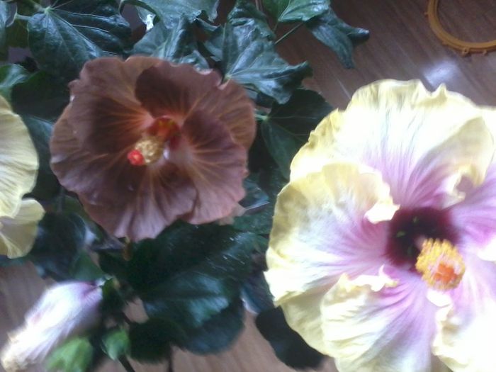 20141114_112458 - hibiscusi 2014-5