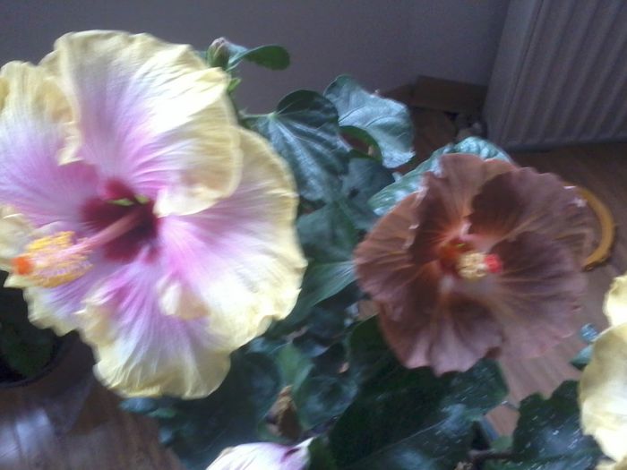 20141114_112505 - hibiscusi 2014-5