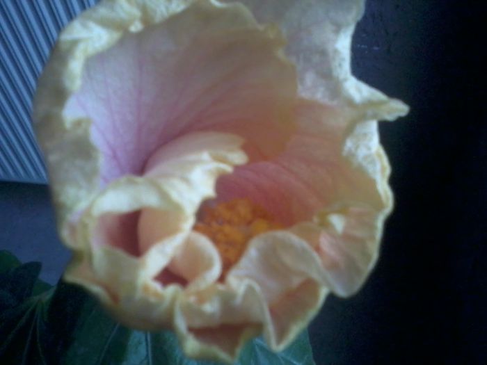 20141114_130745 - hibiscusi 2014-5