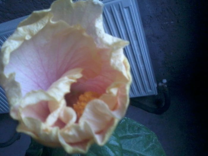 20141114_130758 - hibiscusi 2014-5