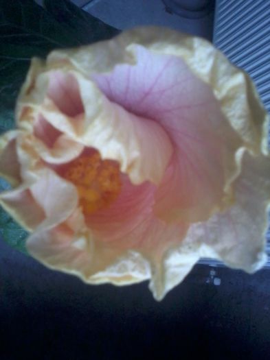 20141114_130807 - hibiscusi 2014-5