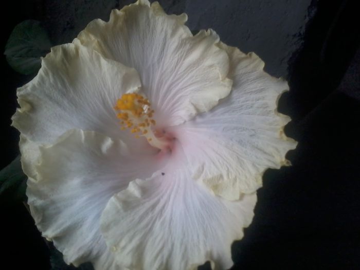 20141115_091255 - hibiscusi 2014-5