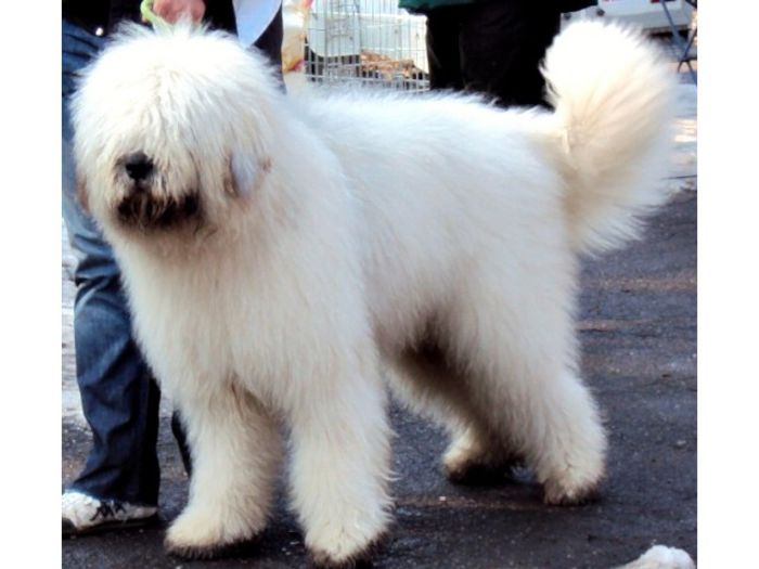 ciobanesc-mioritic-640