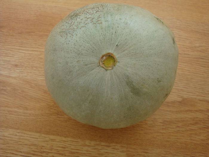 Cucurbita maxima 'Queensland Blue' - Genul Cucurbita