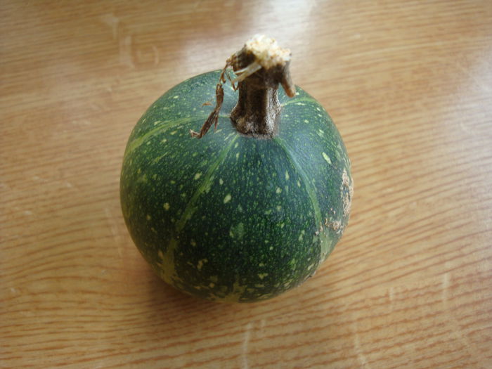 Cucurbita moschata 'Seminole Pumpkin'