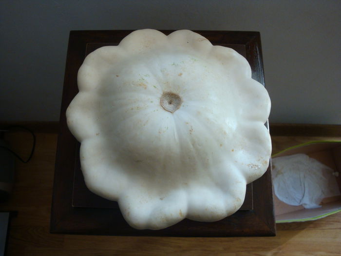 Cucurbita pepo convar. melopepo var. radiata