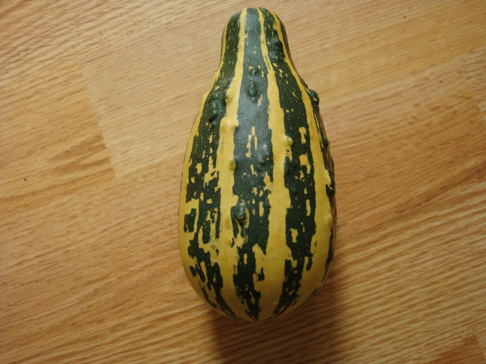 Cucurbita pepo 'Delicata'