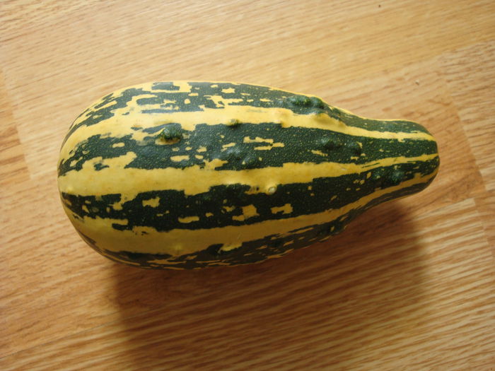 Cucurbita pepo 'Delicata'