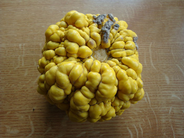 Cucurbita pepo v. ovifera 'Ornamental'