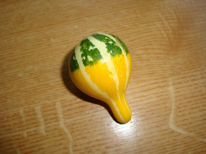 Cucurbita pepo v. ovifera 'Pear Bicolor'