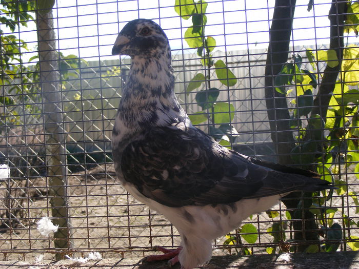 VINDUT NOI.2014 - PORUMBEI VINDUTI