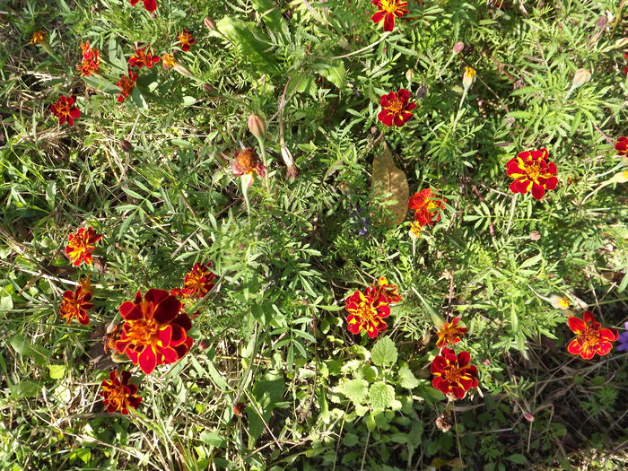 DSCF3406 - Flori amestec