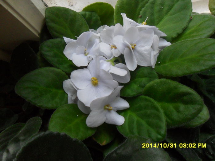 SAM_7572 - noiembrie 2014 serviciu