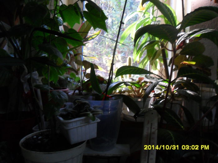 SAM_7574 - noiembrie 2014 serviciu