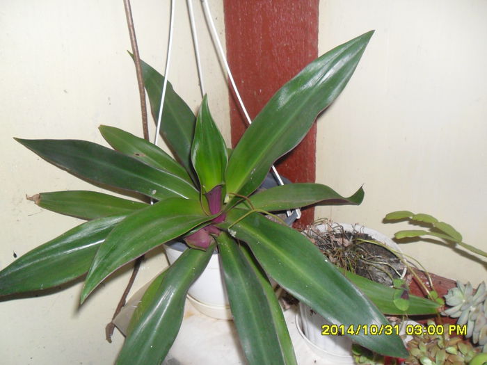 SAM_7559 - noiembrie 2014 serviciu