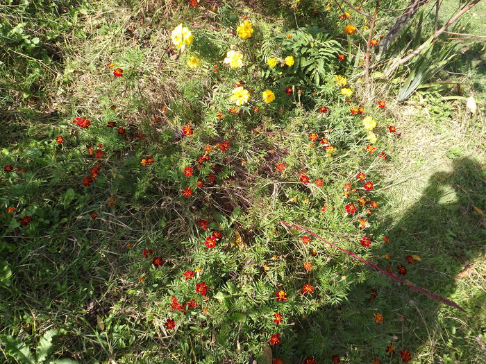 DSCF3405 - Flori amestec