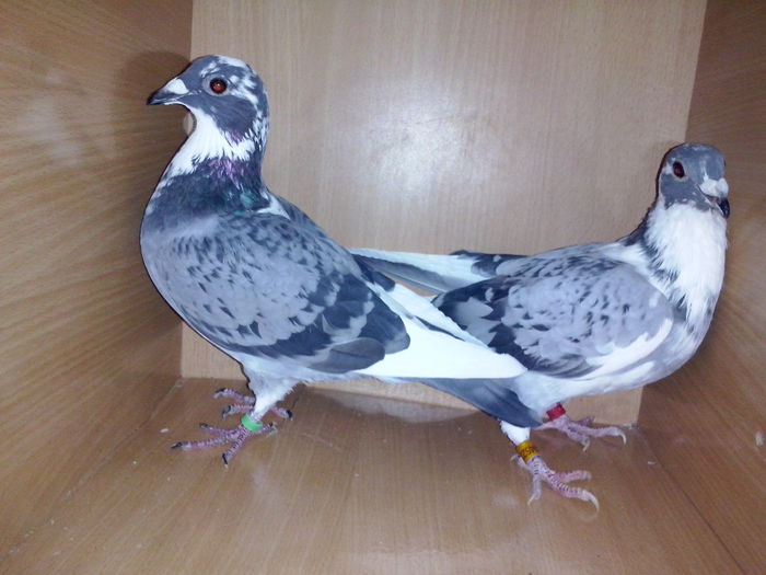 Stanga- Femela .. dreapta-Mascul