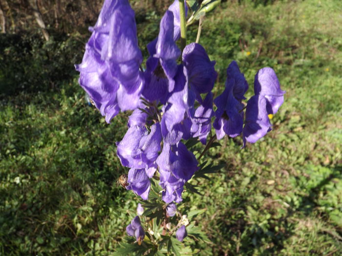 Omag de toamna - Flori amestec