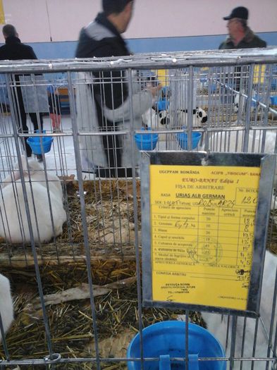 20141116_103515; foarte bun in blana.inca nu are kg.ia scazut 2 pct pt kg
