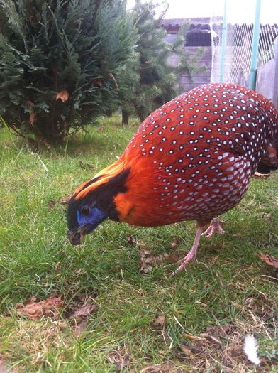 Tragopan temmnick