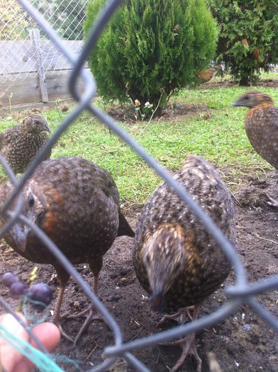 Tineret tragopan temmnick - Tragopan