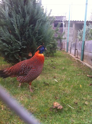 Tragopan temmnick - Tragopan