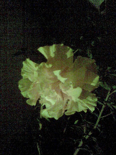 Imag010 - Hibiscusii mei