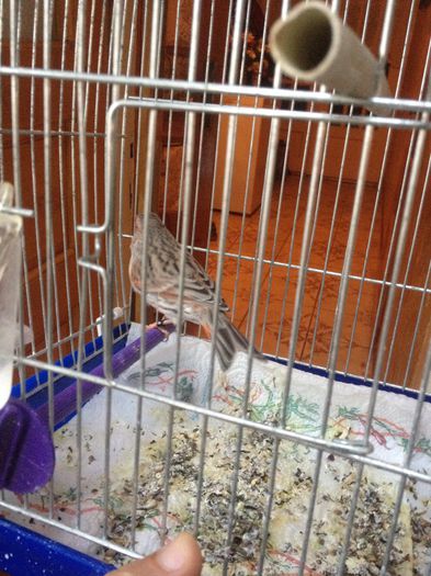 image - canari