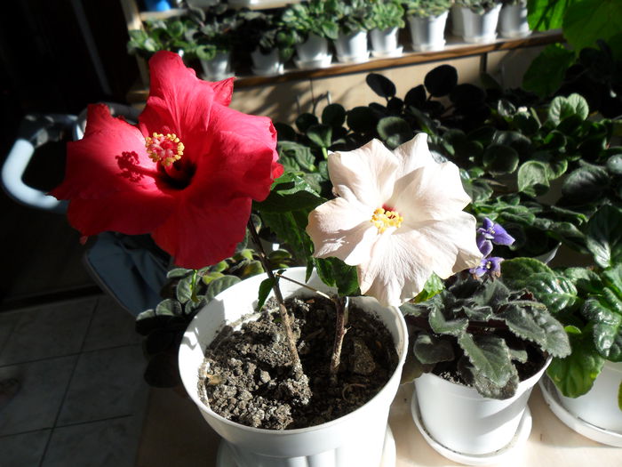 SAM_0255 - Hibiscusii mei