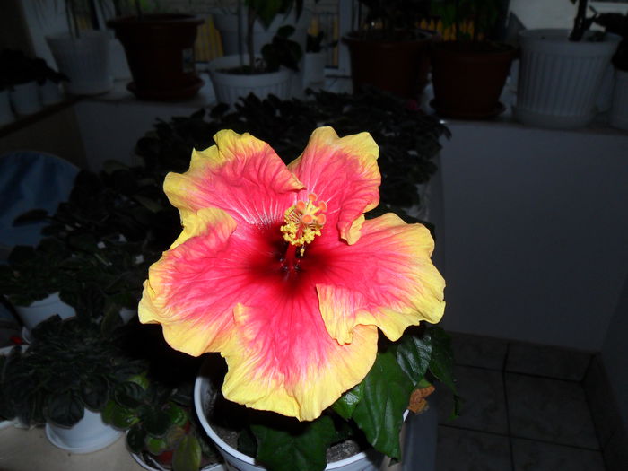 SAM_0492 - Hibiscusii mei