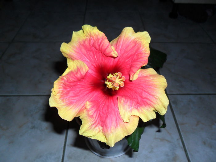 SAM_0493 - Hibiscusii mei
