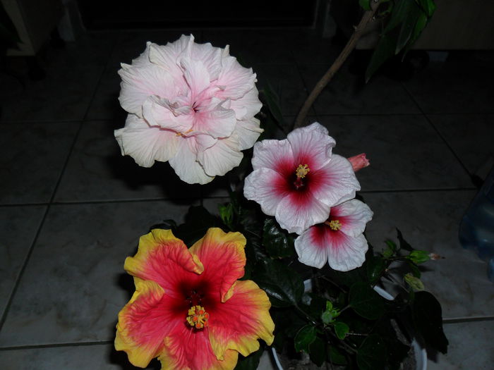 SAM_0496 - Hibiscusii mei