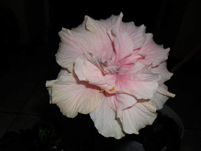 SAM_0498 - Hibiscusii mei
