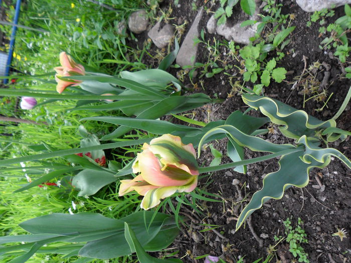 SAM_0457