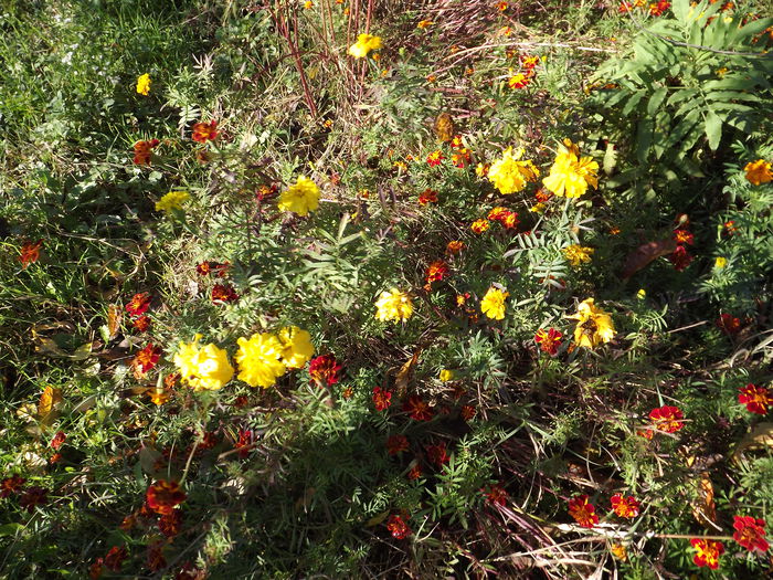 Craite - Flori amestec