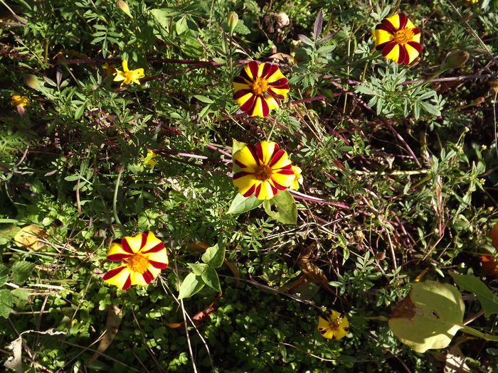 Craite - Flori amestec