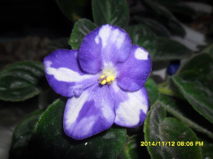 SAM_7590 - violetele mele
