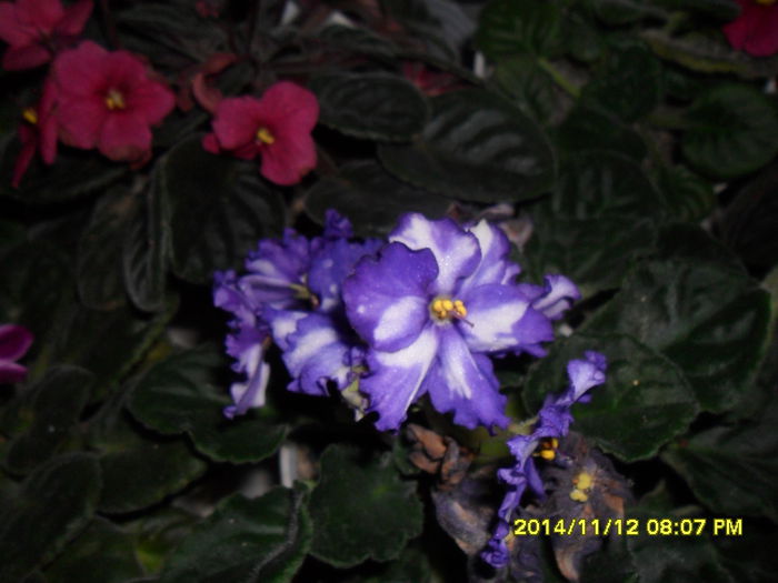 SAM_7594 - violetele mele