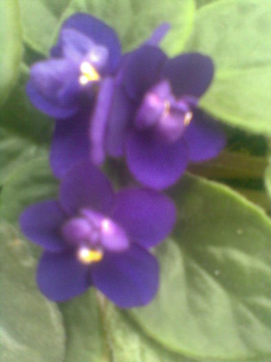 Imag008 - violetele mele
