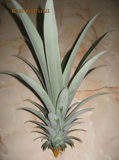 iar el va sta la baza unei noi plante. - 3 ANANAS