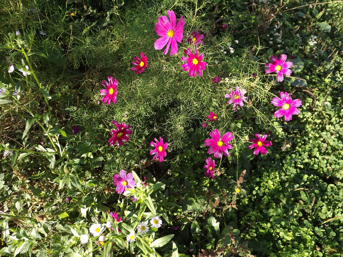 Cosmos - Flori amestec