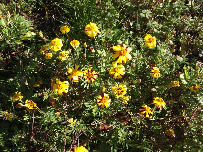 DSCF3438 - Flori amestec