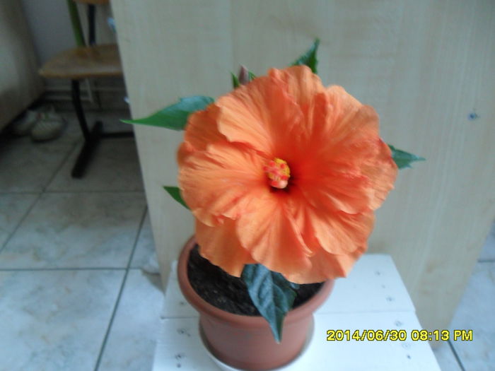 SAM_6584 - Hibiscusii mei