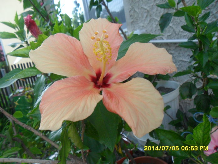 SAM_6636 - Hibiscusii mei