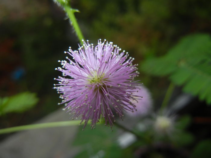 Mimosa pudica (2014, November 14) - Mimosa pudica