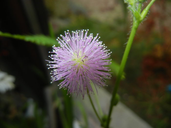 Mimosa pudica (2014, November 14) - Mimosa pudica