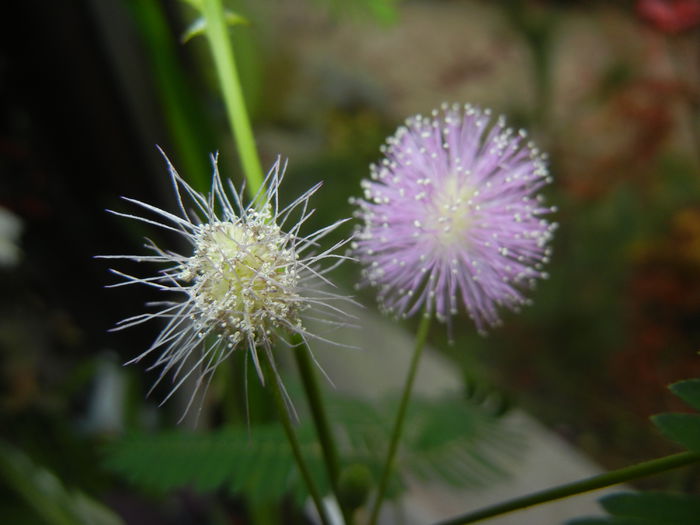 Mimosa pudica (2014, November 14) - Mimosa pudica