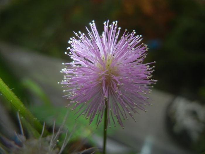 Mimosa pudica (2014, November 14) - Mimosa pudica