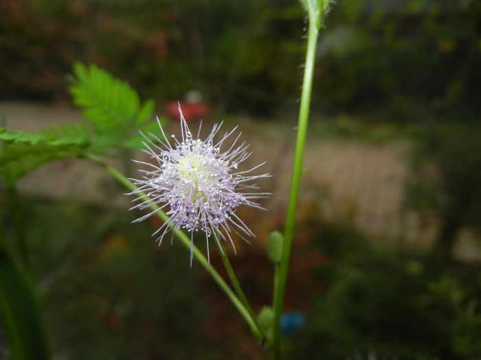 Mimosa pudica (2014, November 15) - Mimosa pudica